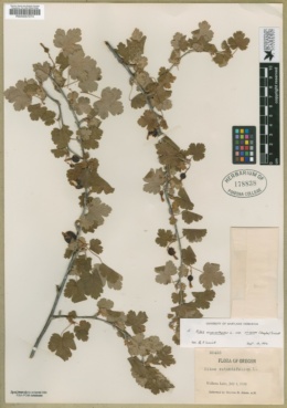 Ribes oxyacanthoides var. irriguum image