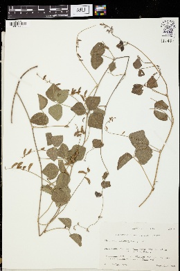 Rhynchosia lewtonii image