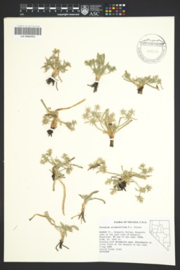 Image of Eryngium alismaefolium