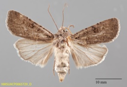 Image of Euxoa vernalis