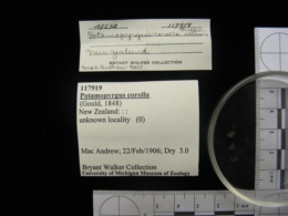 Potamopyrgus antipodarum image