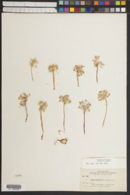 Allium scissum image