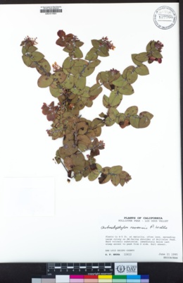 Arctostaphylos osoensis image