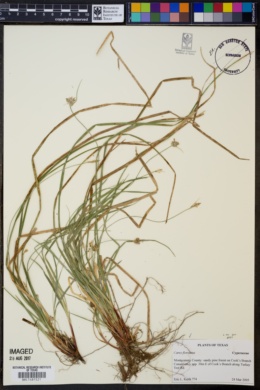 Image of Carex floridana