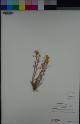 Image of Physaria argentea