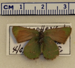 Callophrys dumetorum image