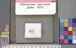 Phthorimaea operculella image