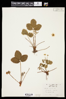 Image of Fragaria chiloensis