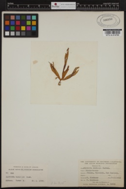 Rugulopteryx radicans image