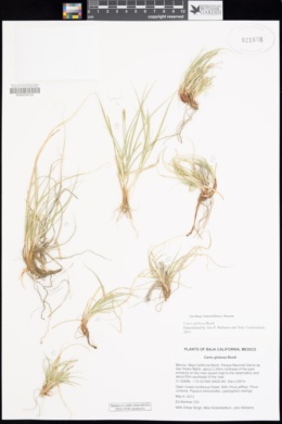 Image of Carex bajacalifornica