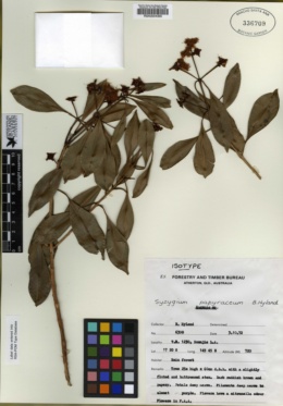 Image of Syzygium papyraceum