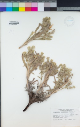 Image of Oreocarya longiflora