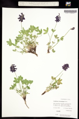 Trifolium brandegei image