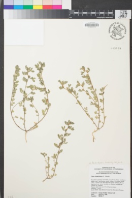 Image of Acmispon brachycarpus