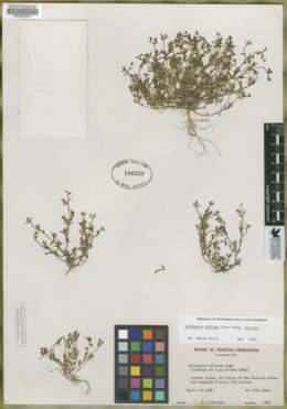 Githopsis diffusa image
