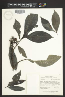 Image of Psychotria clivorum