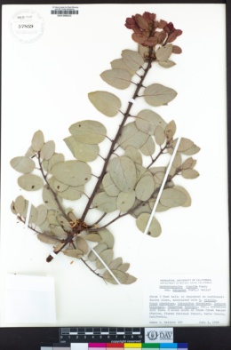 Arctostaphylos viscida subsp. mariposa image