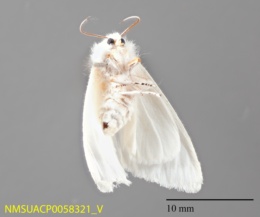 Hyphantria cunea image
