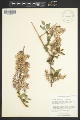 Syringa pubescens subsp. microphylla image