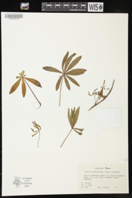 Lupinus arcticus subsp. canadensis image