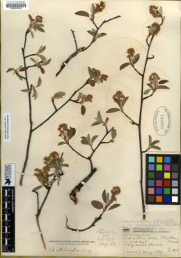 Image of Amelanchier oblongifolia