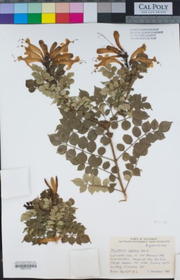 Tecoma capensis image