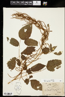Aruncus dioicus var. vulgaris image