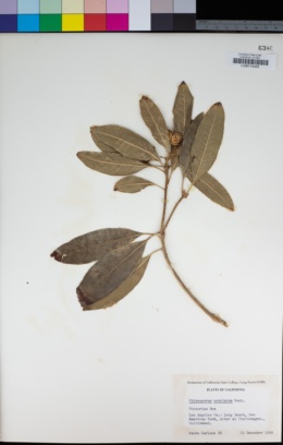 Pittosporum undulatum image
