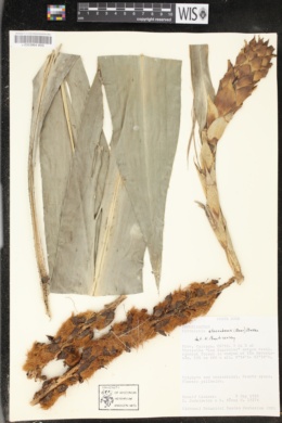 Image of Pitcairnia atrorubens