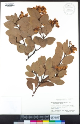 Arctostaphylos manzanita subsp. wieslanderi image