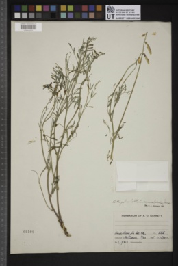 Astragalus coltoni var. moabensis image