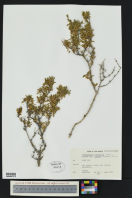 Fendlerella utahensis var. cymosa image