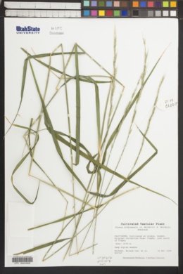 Image of Elymus sikkimensis
