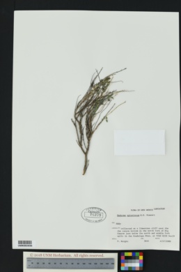 Image of Hedeoma apiculata
