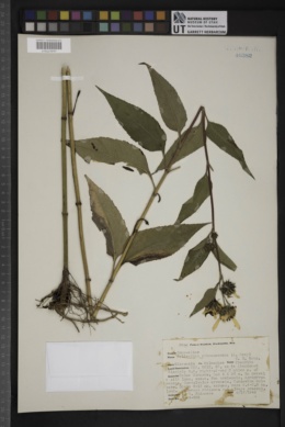 Image of Helianthus subcanescens