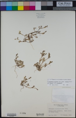 Githopsis diffusa image