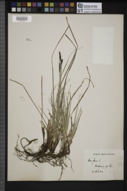 Carex glauca image