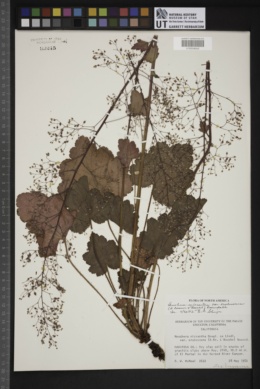 Heuchera micrantha var. erubescens image