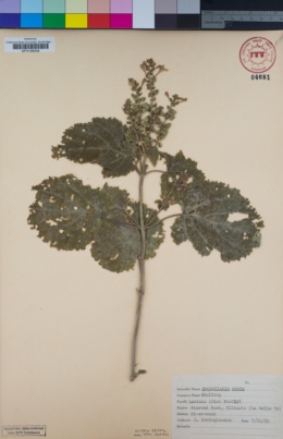 Image of Scutellaria ovata