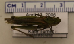 Chortophaga viridifasciata image
