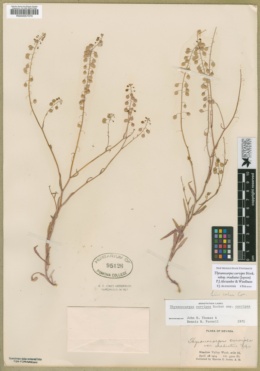 Thysanocarpus curvipes subsp. eradiatus image