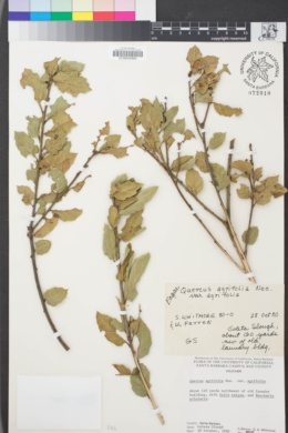 Image of Quercus agrifolia