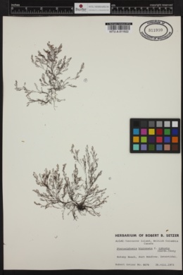 Pterosiphonia bipinnata var. robusta image