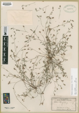 Marina chrysorrhiza image