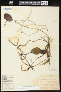Brasenia purpurea image