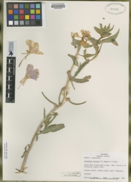 Image of Oenothera kleinii