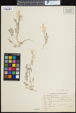Corydalis curvisiliqua var. grandibracteata image