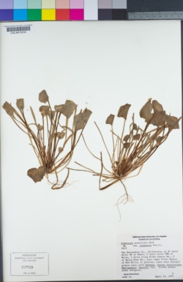 Claytonia parviflora subsp. utahensis image