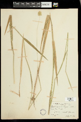 Phalaris amethystina image