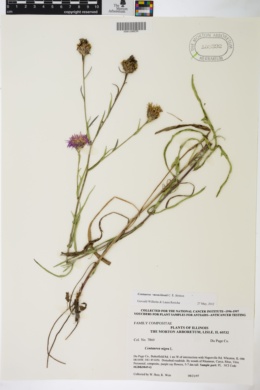 Centaurea moncktonii image